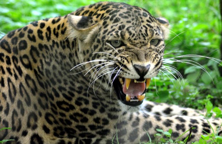 Leopard | pauri | uttarakhand| shreshth uttrakhand