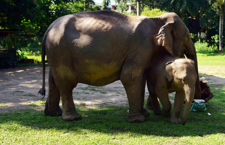 elephant | haridwar | uttarakhand | shreshth uttarakhand