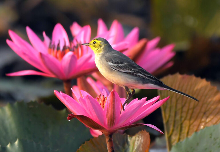 Bird watching| uttarakhand| rudraprayag| shreshth bharat