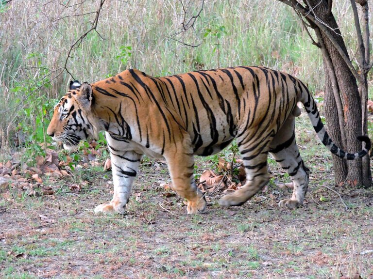 Tiger enters in villege| uttrakhand| shreshth bharat