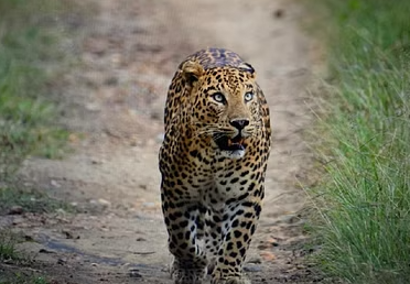 leopard|uttarakhand|shreshth bharat