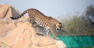 leopards | uttarakhand | shreshth uttarakhand