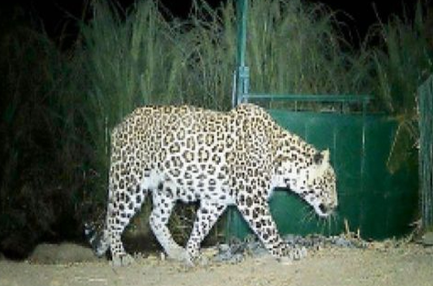 Leopards | pauri | shreshth bharat