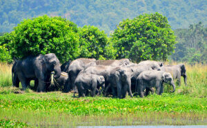 Wild Asiatic elephants | Haridwar | Uttarakhand | Shreshth Uttarakhand