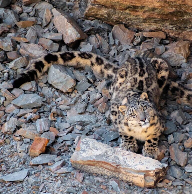 Snow Leopard | Nanda Devi National Park | Uttarakhand Government |