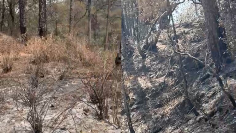 Uttarakhand Forest Fire | Fire in Uttarakhand | CM Dhami | Uttarakhand Forest Department |