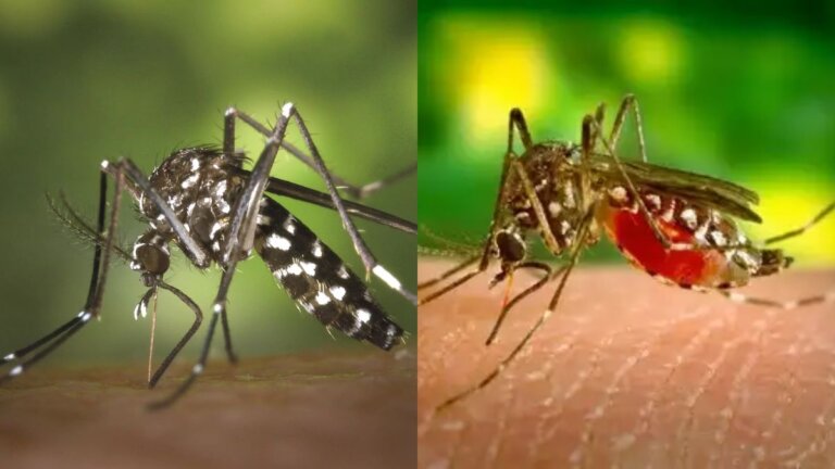 dengue Chikungunya