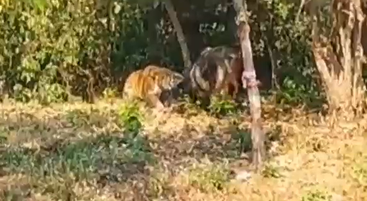 Tiger Bull Fight | Uttarakhand Forest Department | Corbett Tiger Reserve |