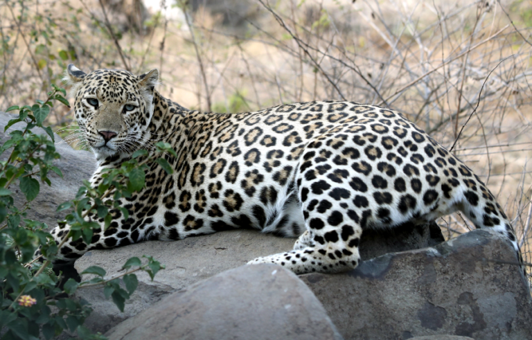 Leopard attack Woman | Uttarakhand Forest Department |