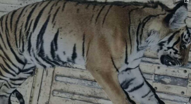 Tigress Tranquilized | Forest Department | Ramnagar News | Tiger Tranquilized In Ramnagar