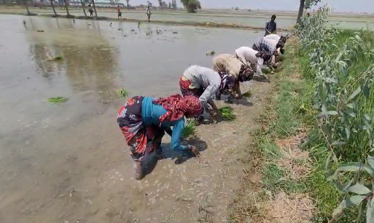 water level falling due to unseasonal paddy cultivation in Udham Singh Nagar