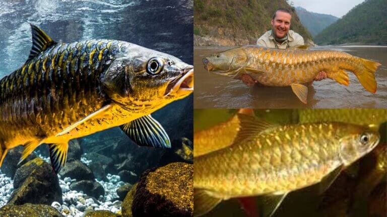 golden Mahseer fish