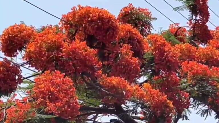 gulmohar flower haldwani