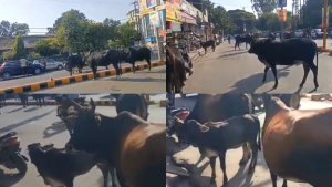 Haldwani Municipal Corporation stray animals terror on road