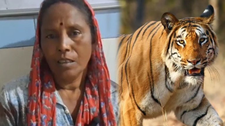 uttarakhand Tiger attack | Ramnagar forest division | shreshth uttarakhand |