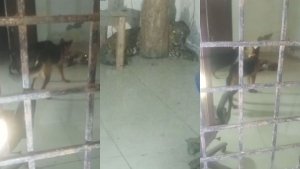 dogs injured guldar: हरिद्वार में गुलदार को कुत्तों ने किया घायल