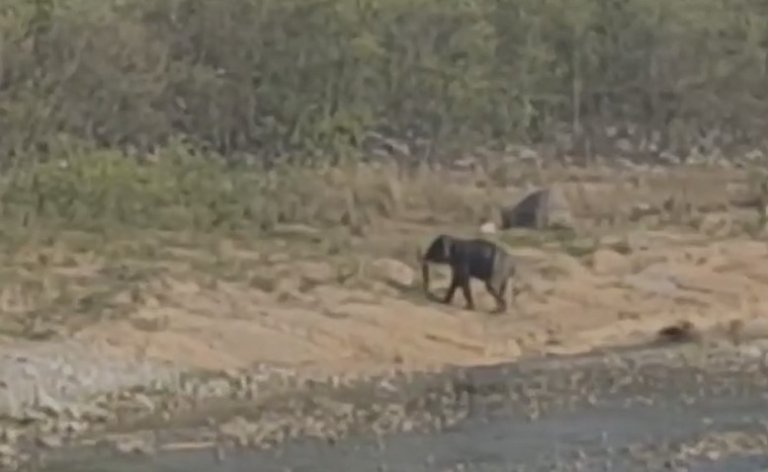 Elephant Seen Near Kosi Barrage