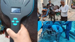 kedarnath yatra route mule horse treatment