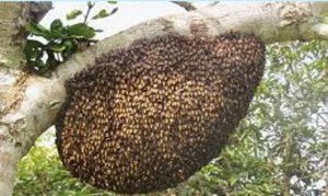 Bees Stung 60 People In Haldwani