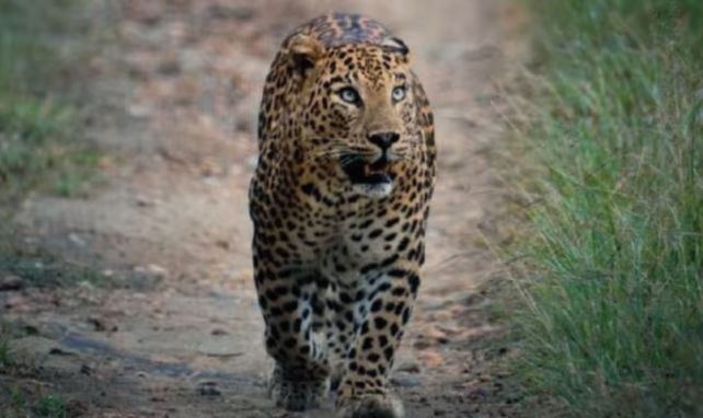 Leopard Killed 17 Year Old Boy