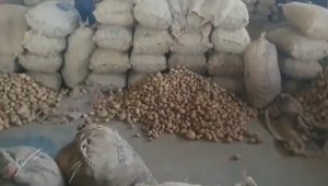 Potato Farming Ruined In Haldwani