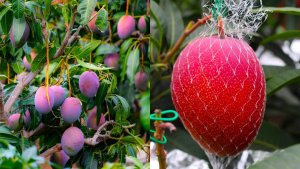 miyazaki mango price in india: सहारनपुर में मियाजाकी आम की हो रही खेती