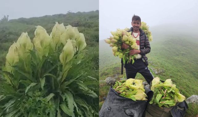 Brahma Kamal