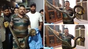 Python Entered House in Haridwar: घर में घुसे अजगर को वन विभाग की टीम ने किया रेस्क्यू