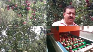 apple man gopal upreti की मेहनत लाई रंग, सेब से लदे पेड़