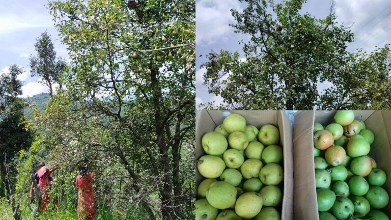 kumaon hill pears: पहाड़ी नाशपाती की बढ़ी डिमांड