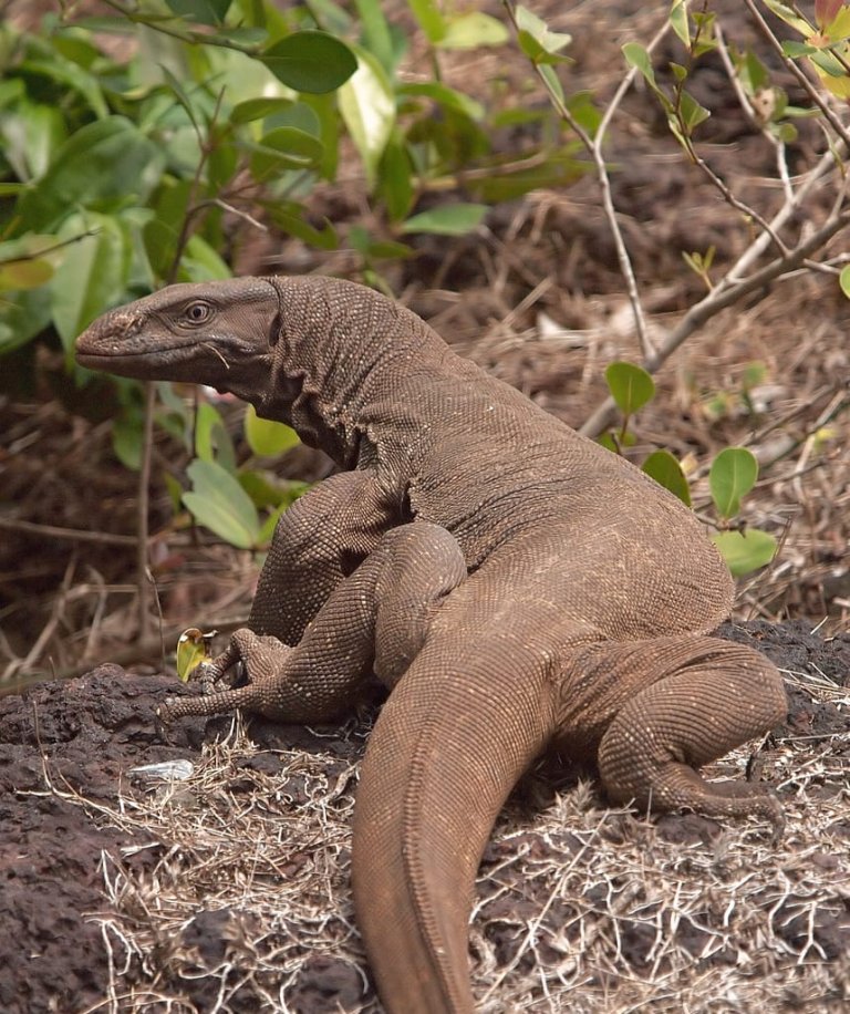 monitor lizard smuggling in uttarakhand | monitor lizard smuggling |