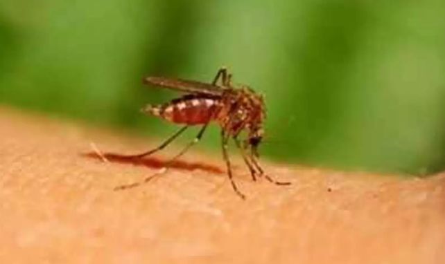 Dengue Larvae Found In School