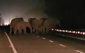 Herd Of Elephants