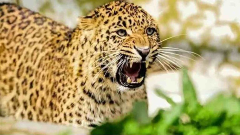 Leopard Killed Three Year Old Child