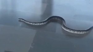 Python appeared in Rishikesh