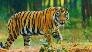 Tiger Scare In Pauri Garhwal