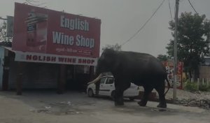 Elephant Came To Liquor Shop