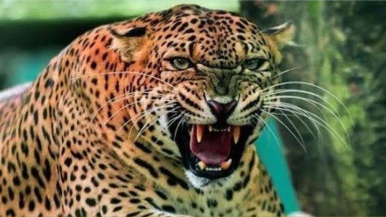 Leopard Kills Two Children