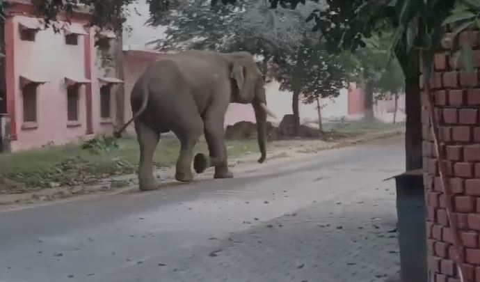 Elephant Reached Gurukul Kangri University