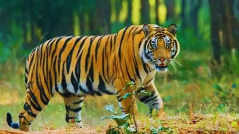 Tiger Attacks Woman