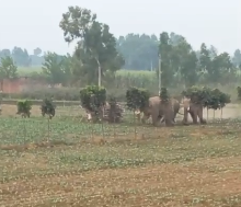 elephants terror in haridwar | uttarakhand forest department |