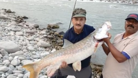 golden mahseer fish | kali river in uttarakhand |